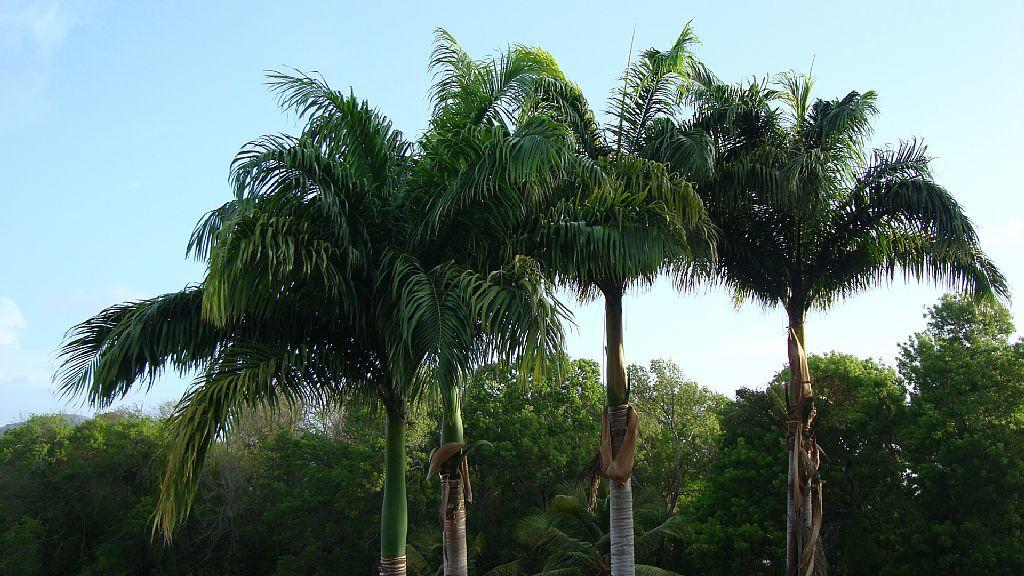 Palm'Studio Anse De Caritan Sainte-Anne Exterior photo